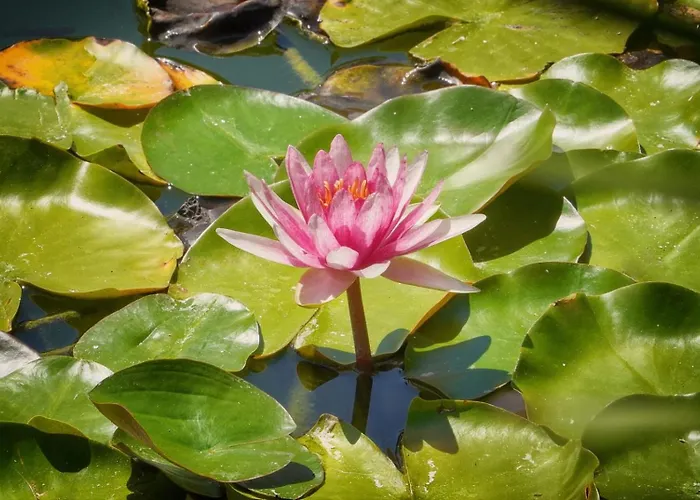 Frgk 'luxury Heated Pool, & Ultra-fast Wi-fi' * Antibes