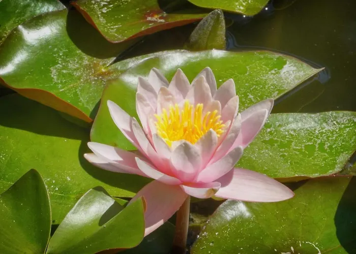 Frgk 'luxury Heated Pool, & Ultra-fast Wi-fi' * Antibes